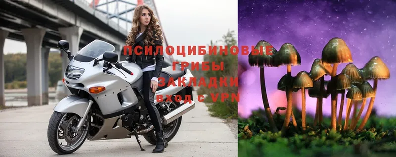 Галлюциногенные грибы Psilocybe  Качканар 