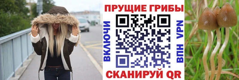 Псилоцибиновые грибы Cubensis  Качканар 